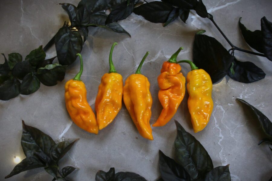 Fatboy Yellow chilifrön – stor gul superhet chili med tjockt kött och intensiv hetta | TummelstaChili