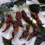 Odla Primotalii Chocolate