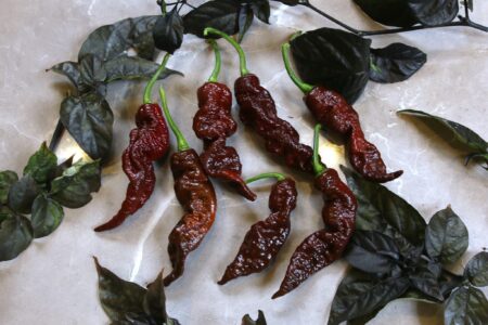 Primotalii Chocolate