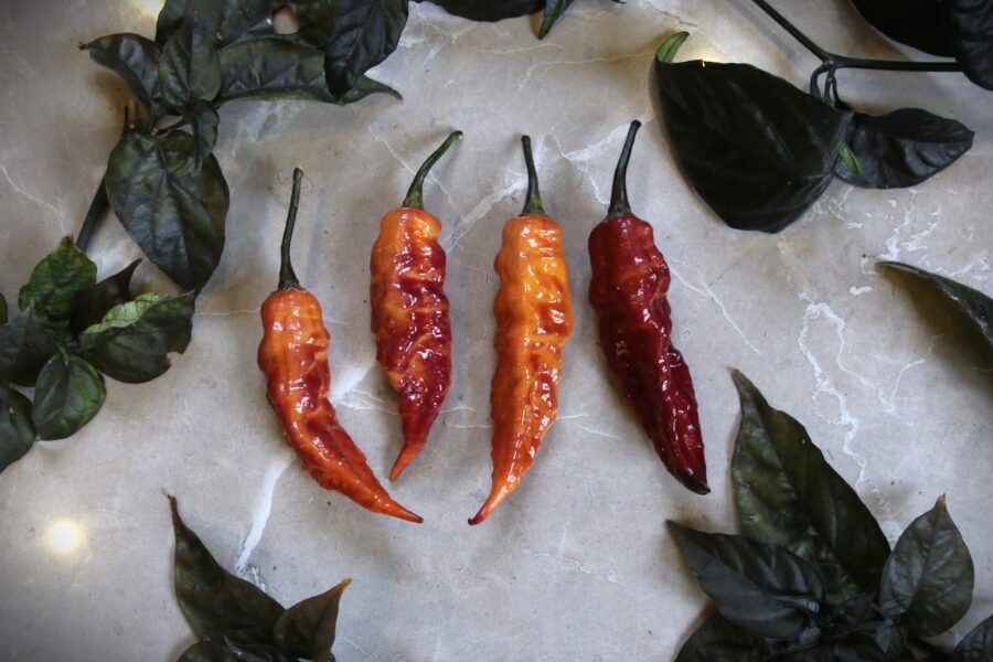 Peach Tiger chilifrön – italiensk designerchili med unika persika-lila frukter | TummelstaChili