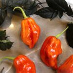 Odla Tangerine Tiger