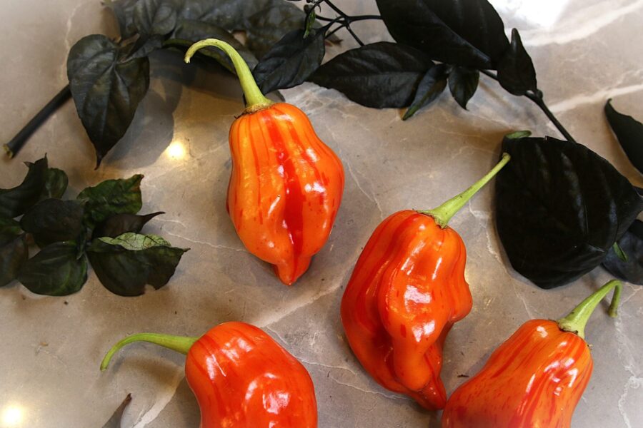 Tangerine Tiger chilifrön – tigerrandiga frukter i orange och rött | TummelstaChili