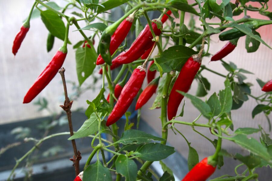 Kashmiri chili – långa, djupröda frukter för indisk matlagning och torkning | TummelstaChili