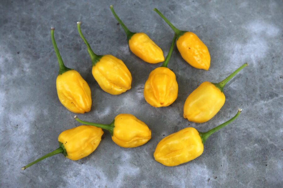 Lemon Ball chili – små, runda citrongula frukter med peruansk citrussmak | Svenskodlade frön
