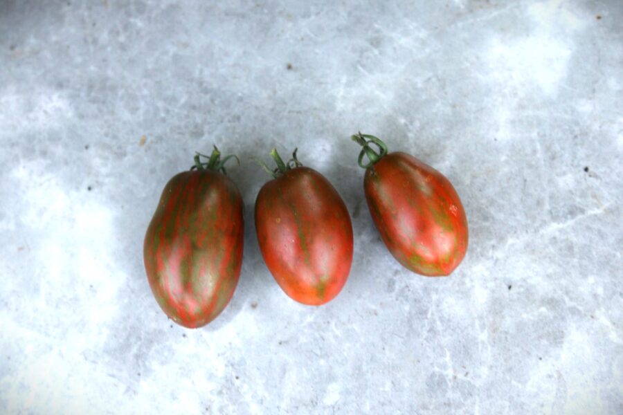 Audrey's Love dvärgtomat med mörkröd chokladfärg och gröna ränder – kompakt krukväxt | TummelstaChili