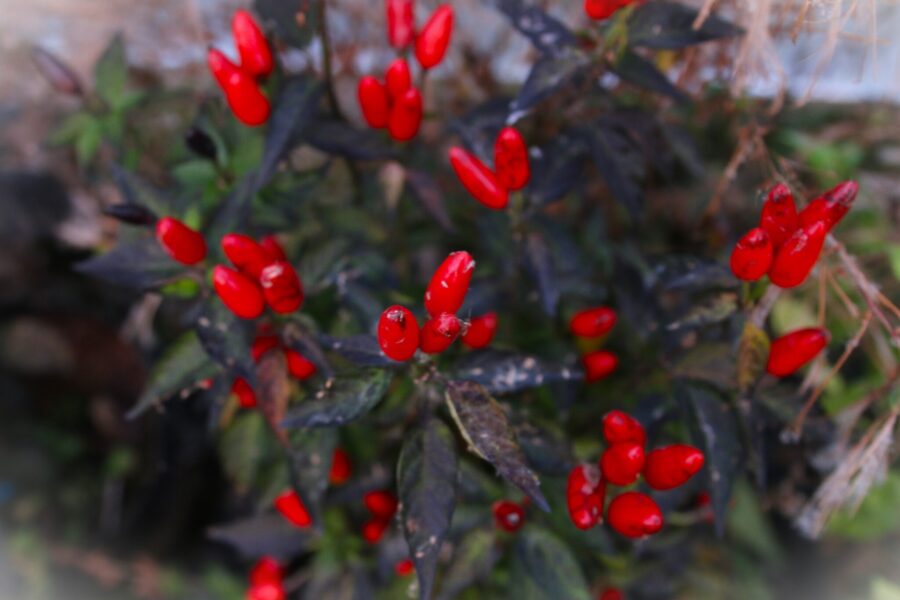 Purple Prince chili med mörklila blad och upprätta frukter – dekorativ krukväxt | Svenskodlade frön