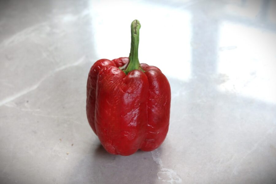 King Arthur blockpaprika – stora, röda fyrkantiga frukter med tjocka väggar | TummelstaChili
