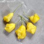 Odla Aji Fantasy Yellow