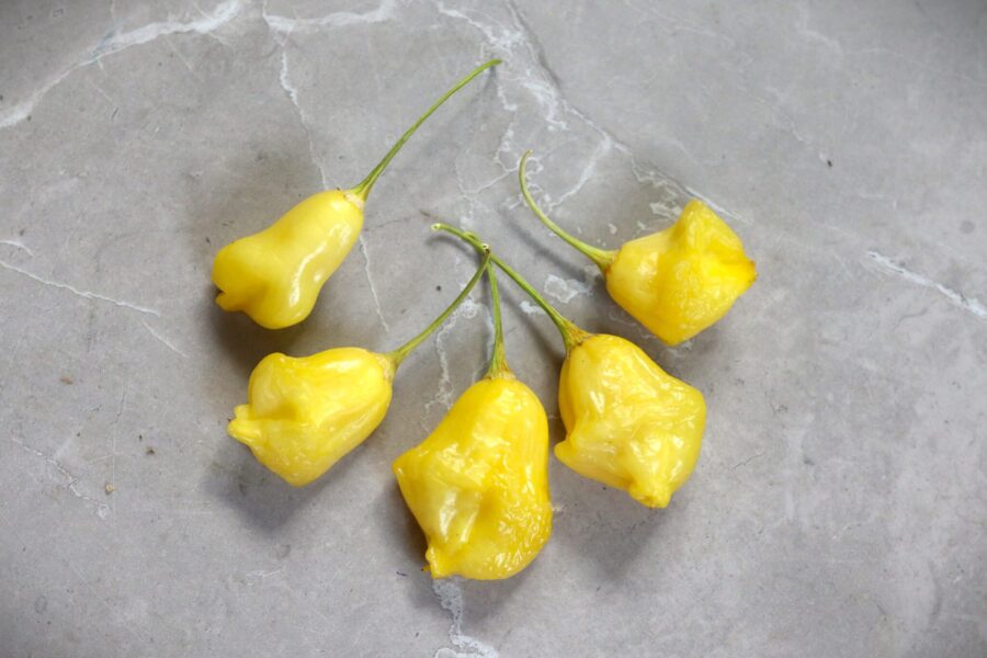 Aji Fantasy Yellow