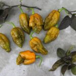 Odla Mustard Moruga Brains x Gator Jigsaw