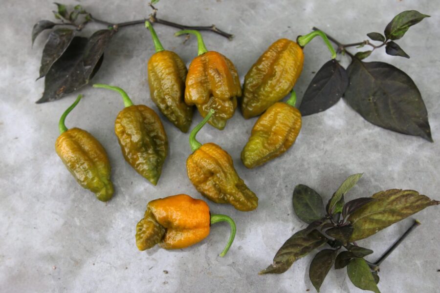Mustard Moruga Brains x Gator Jigsaw chilifrön – ultrahet hybrid med senapsguld, veckig frukt | TummelstaChili