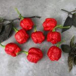 Odla Trinidad Moruga Scorpion Red