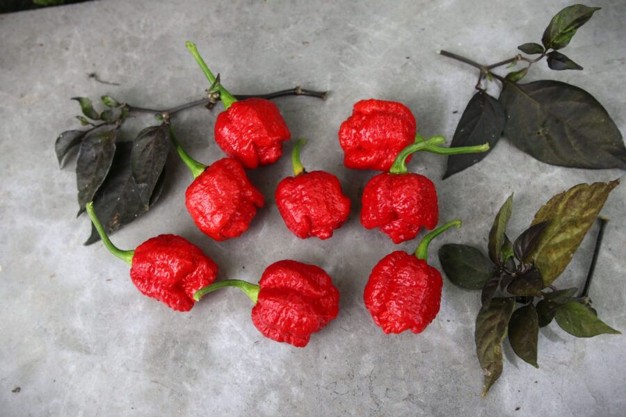 Trinidad Moruga Scorpion Red – legendarisk röd superchili med skorpionsvans | TummelstaChili