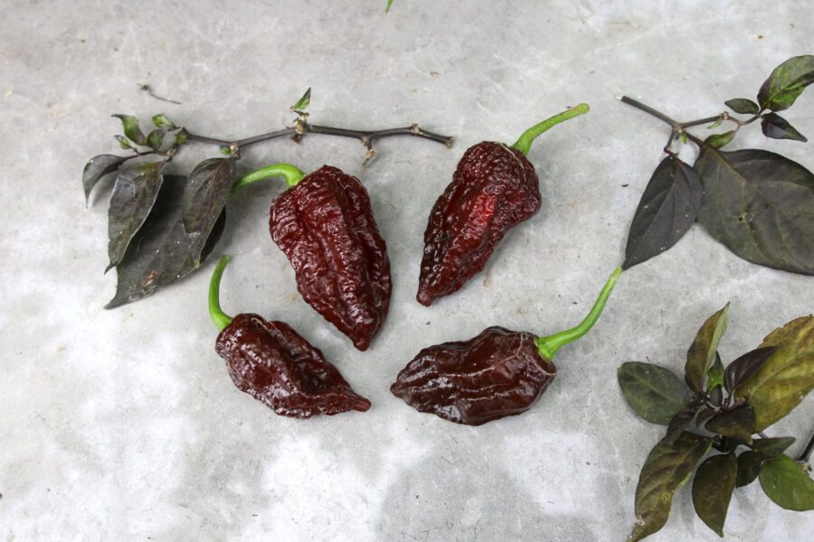Big Black Mama chili – stora mörkbruna chokladfärgade frukter med extrem hetta | TummelstaChili