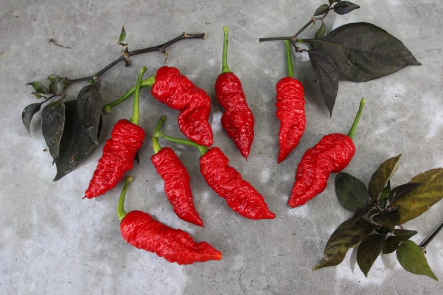 Death Spiral chilifrön – spiralformad röd superchili med bucklig yta | TummelstaChili