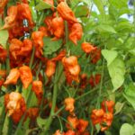 Odla Bih Jolokia Orange