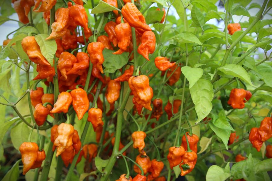 Bih Jolokia Orange – lysande orange ghost pepper från Indien | Köp hos TummelstaChili