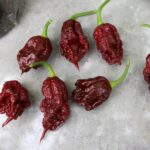 Odla Carolina Reaper Chocolate
