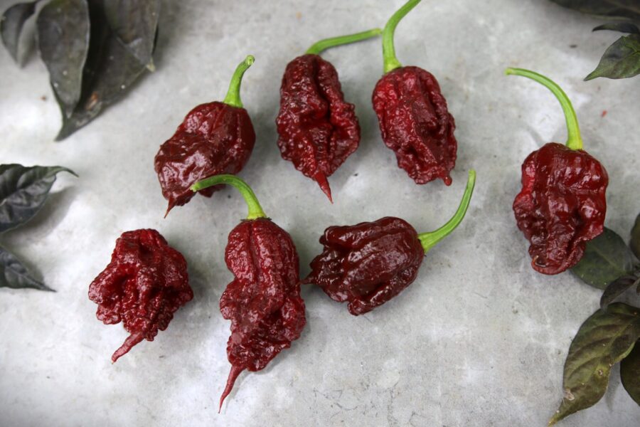 Carolina Reaper Chocolate – chokladbrun superchili med karakteristisk svans | TummelstaChili