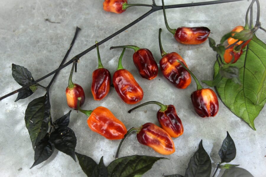 Olho De Mutum chili med marmorlika frukter i lila och rödgult – sällsynt amazonasort | TummelstaChili