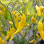 Odla Aji Finlandia Yellow