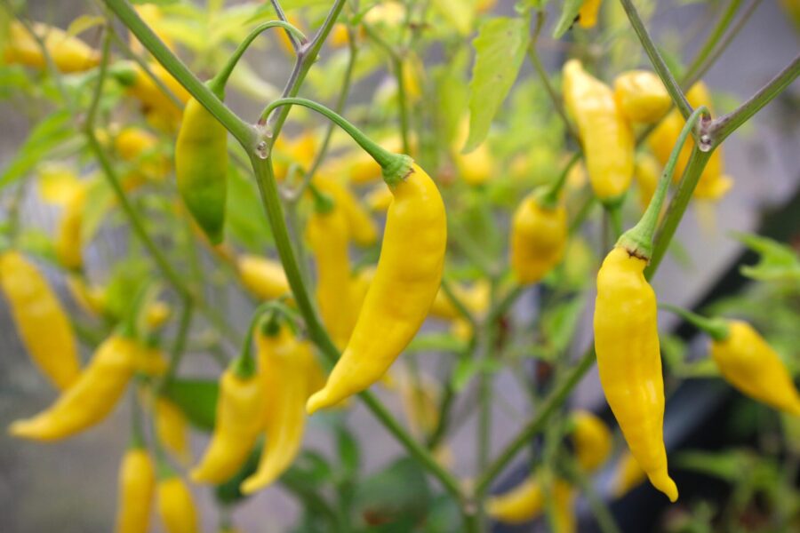 Aji Finlandia Yellow chilifrön – guldgula dropformade frukter med fruktig smak | TummelstaChili