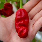 Odla Peter Pepper Red