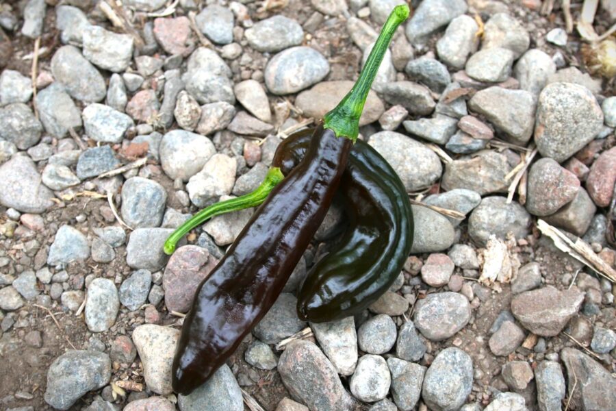 Chilaca chili – mörkbruna frukter för pasilla och mole | Svenskodlade frön TummelstaChili