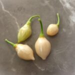 Odla Chupetinho White