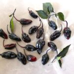 Odla BBG7 MAMP Purple