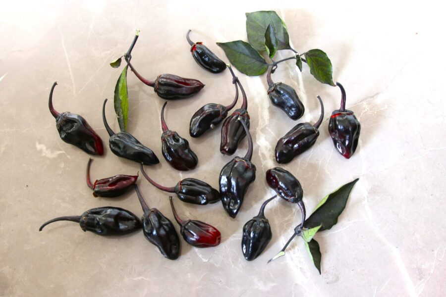 BBG7 MAMP Purple chilifrön – brittisk hybrid med svarta till röda frukter | TummelstaChili