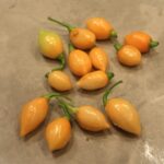 Odla Chupetinho Peach