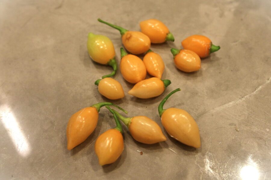 Chupetinho Peach chilifrön – persikofärgade frukter med söt smak | TummelstaChili