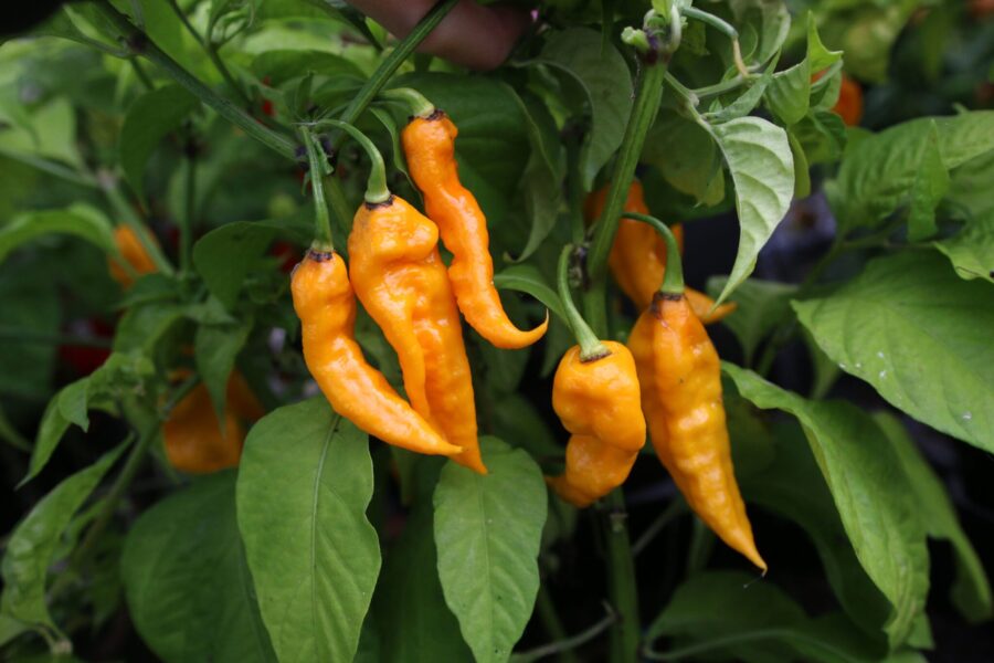 T-Rex Yellow chili med dramatisk dinosaurieform i lysande gul färg – superhet och ornamental | TummelstaChili