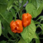 Odla 7 Pot Orange SR Gigantic