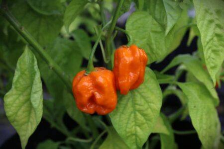 7 Pot Orange SR Gigantic