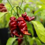 Odla Clavo X Chocolate Reaper