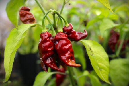 Clavo X Chocolate Reaper