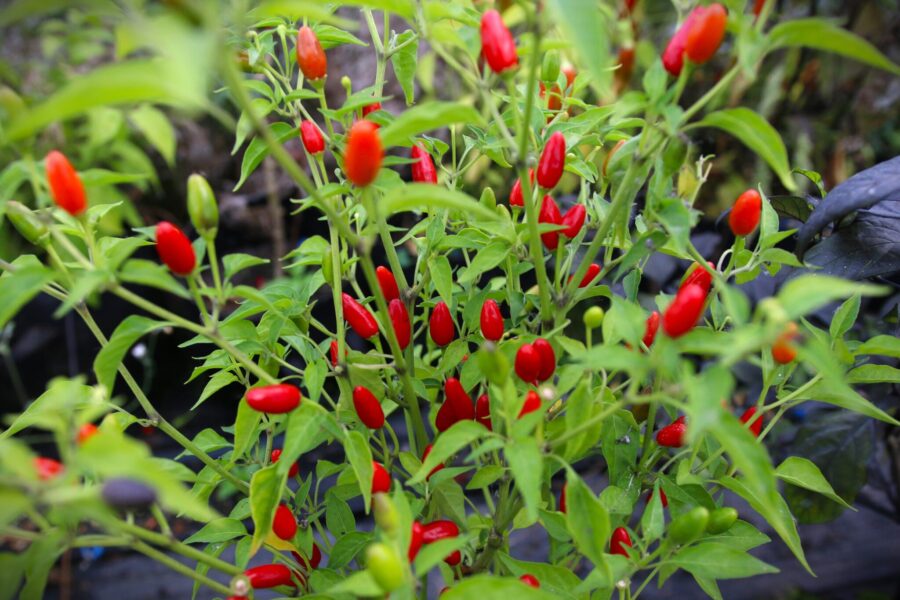 Numex Bailey piquín-chili med små röda upprätta frukter – lättodlad och het | TummelstaChili