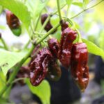 Odla Bhut Jolokia Chocolate
