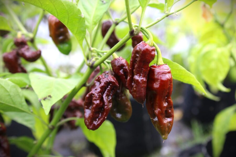 Bhut Jolokia Chocolate med djup chokladbrun färg och gropig yta – indisk Ghost Pepper | TummelstaChili
