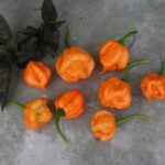 Odla Bahamian Goat Pepper