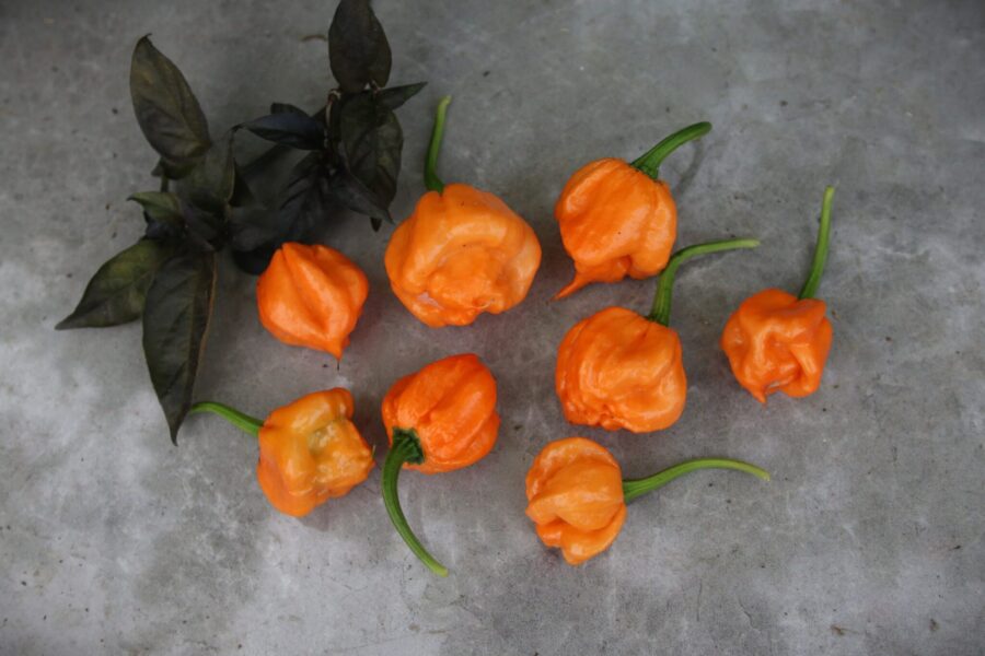 Bahamian Goat Pepper med unik pumpaform i varm orange nyans – karibisk het chili | TummelstaChili