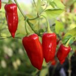 Odla Tepin X Lemon Drop