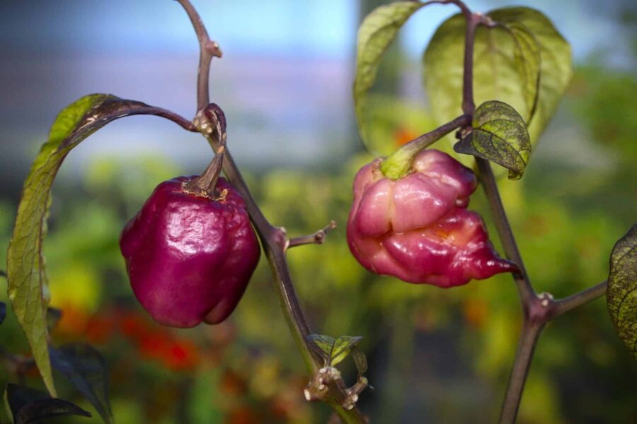 Purple Sunset chili – lila och rosa frukter med mörka blad | TummelstaChili