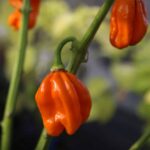 Odla Numex Suave Orange