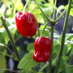 Odla Habanero Ugandian Red