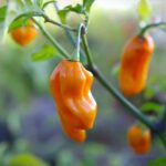 Odla Habanero Tabaquite