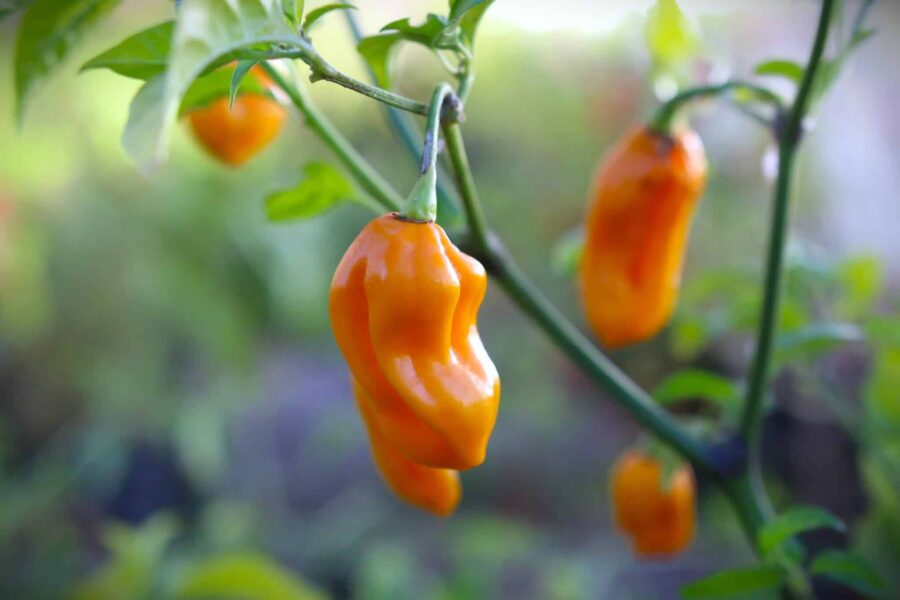 Habanero Tabaquite – gula rynkliga frukter från Trinidad | TummelstaChili