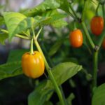 Odla Aji Dulce Amarillo